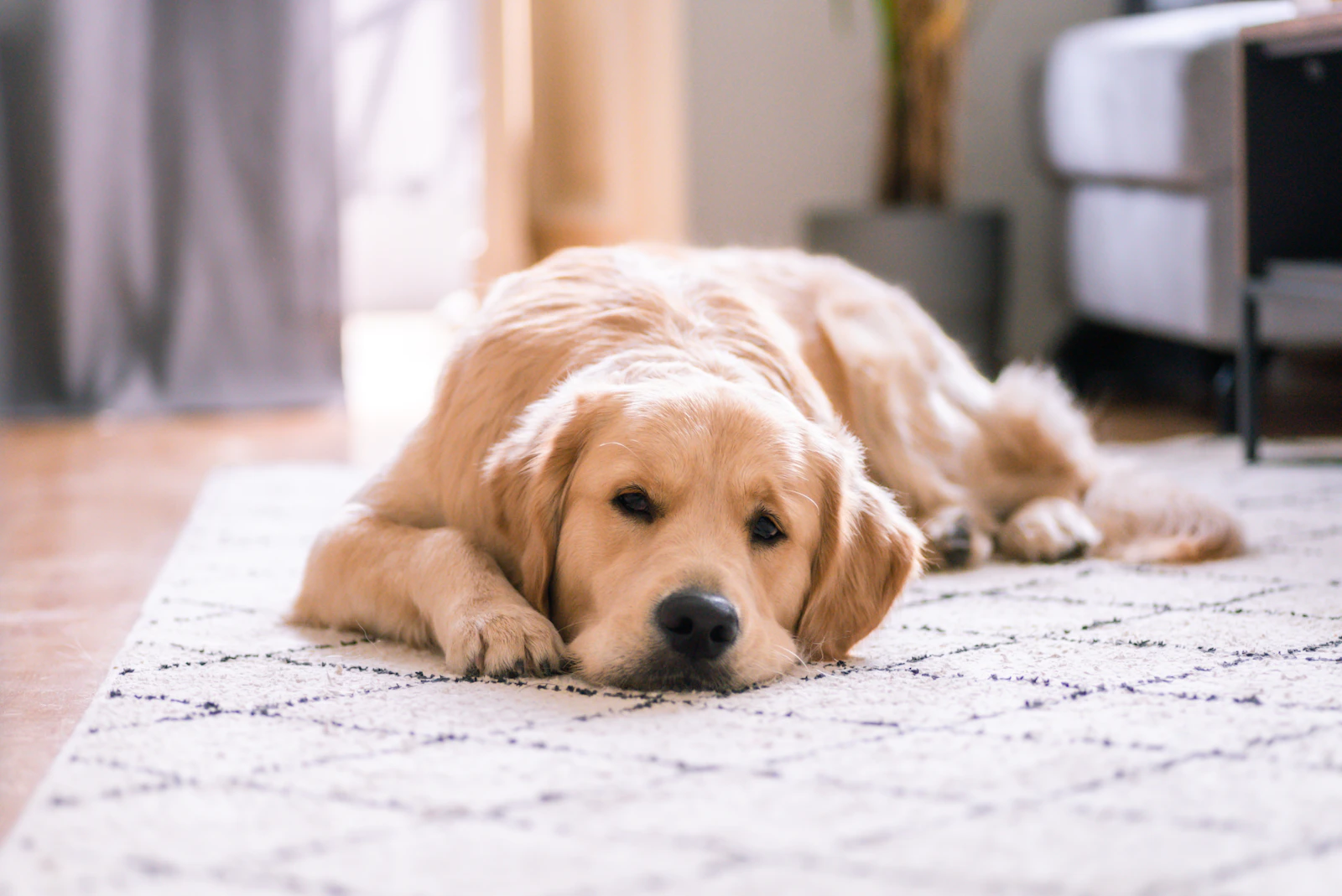 Un perro descansando en un entorno doméstico